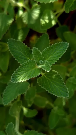 Green Leaf Close-Up