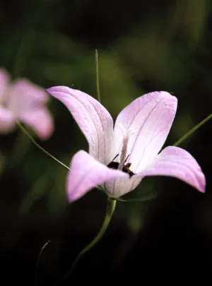 Pink Wildflower
