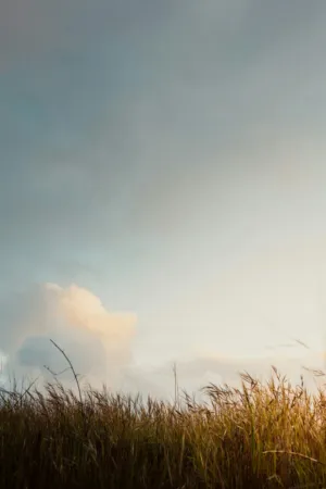 Sunset Over The Field
