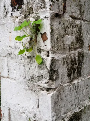 Green Sprout On Weathered Wall