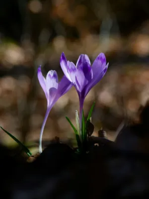 Purple Crocus Flowers
