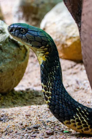 Black And Green Snake
