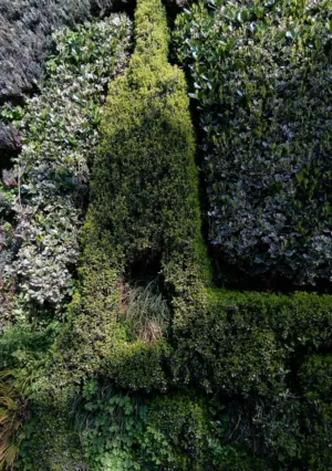 Garden Hedge