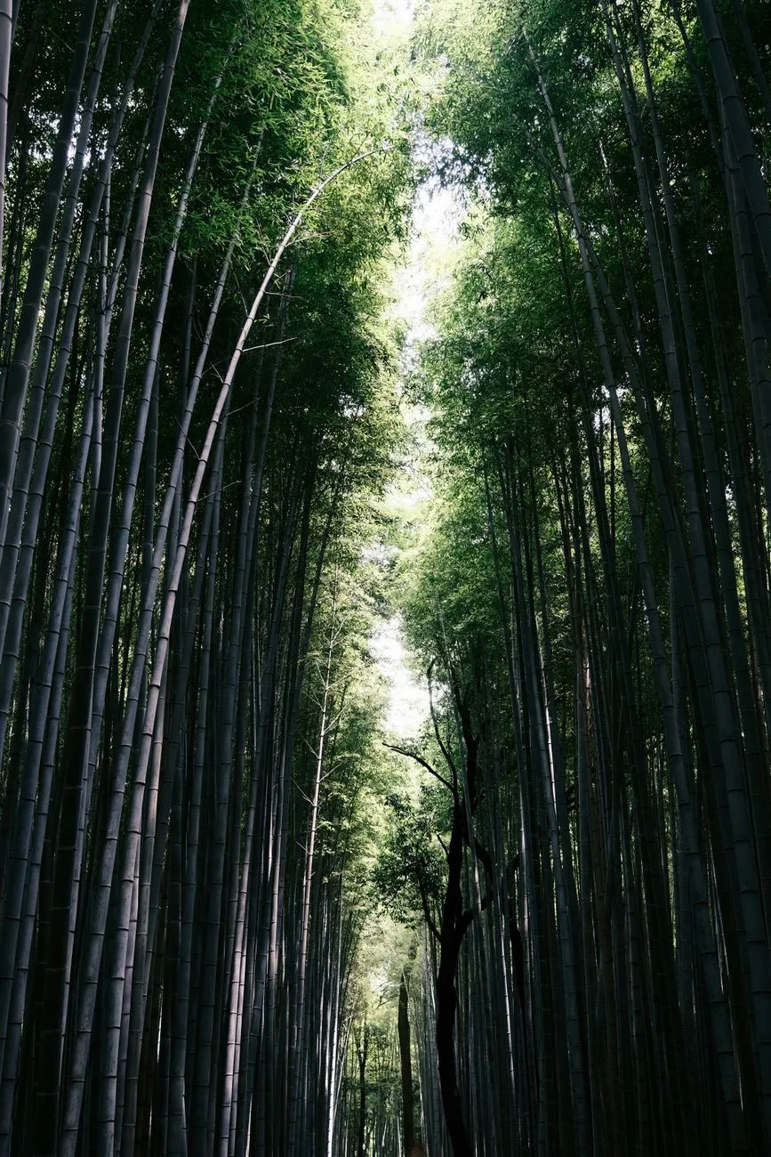 Bamboo Forest