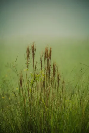 Misty Morning Grass