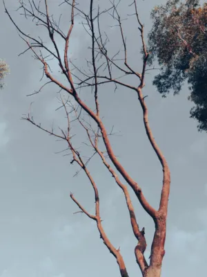 Bare Tree Against Sky