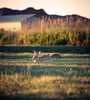 Rabbits In The Field
