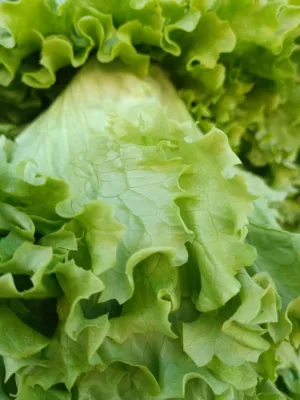 Fresh Lettuce