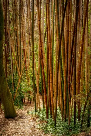 Bamboo Forest
