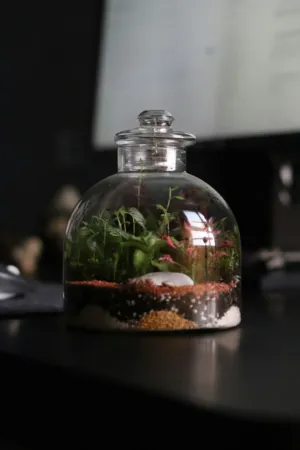 Miniature Garden In A Jar