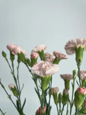 Pink Carnations