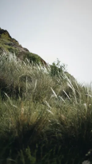 Grassy Hillside