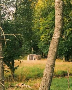 Camping In The Woods