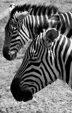 Zebras