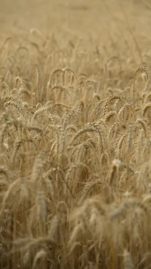 Golden Wheat Field