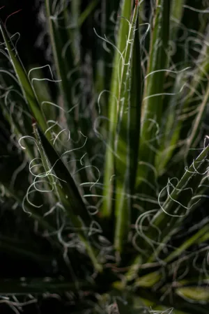 Curled Plant Stems