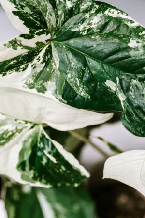Variegated Leaves