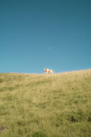 Cow On A Hill