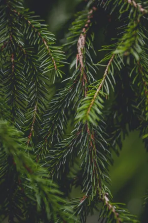 Green Pine Branches