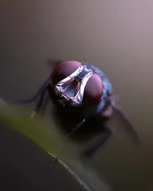 Macro Fly