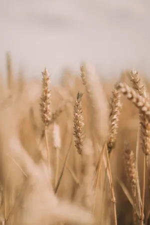 Golden Wheat Field