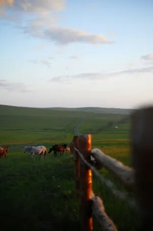 Horses In The Field
