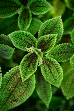 Green Leaves