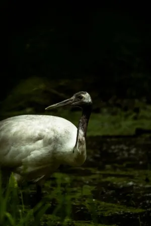 White Crane In Nature