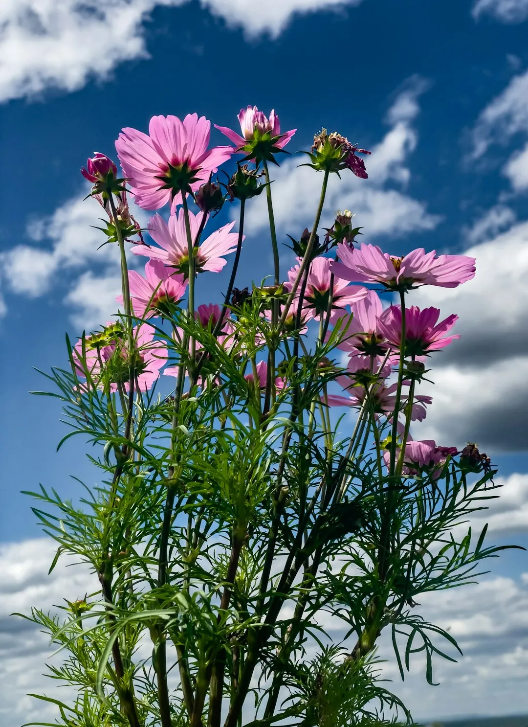 Pink Flowers Against A Blue Sky