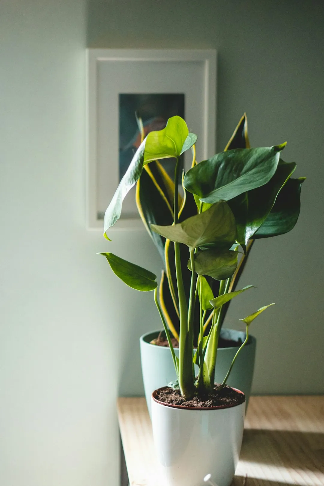 Indoor Plant