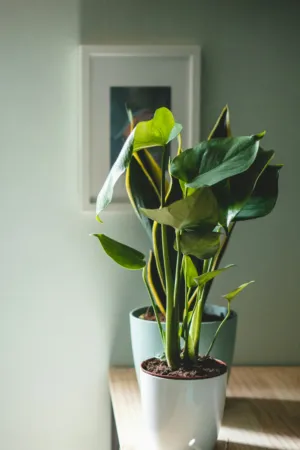 Indoor Plant