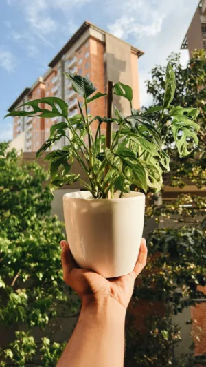 Urban Garden