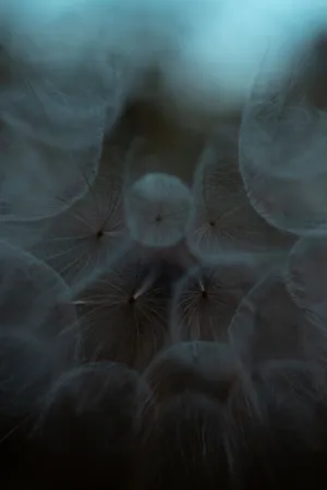 Dandelion Seeds