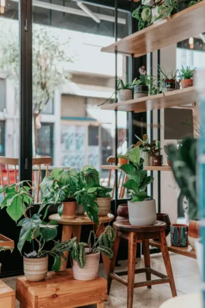 Indoor Plant Display