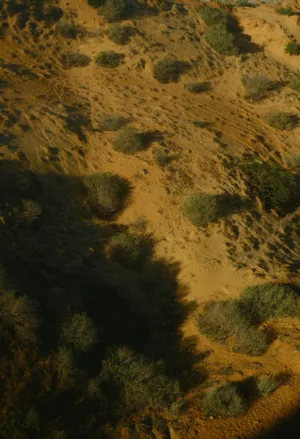 Desert Landscape