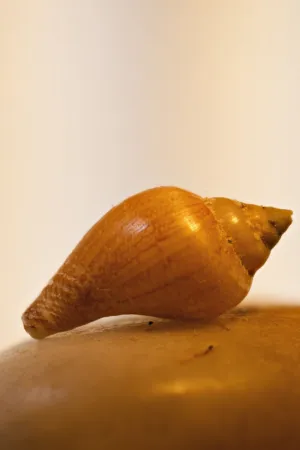 Sea Shell