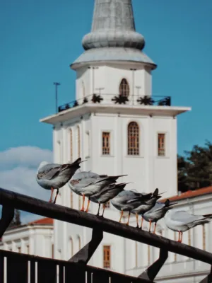Seagulls On A Rail