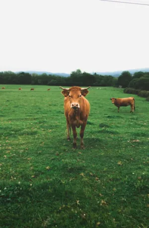Cows In A Field
