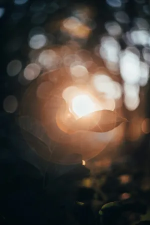 Sunlight Through Leaves