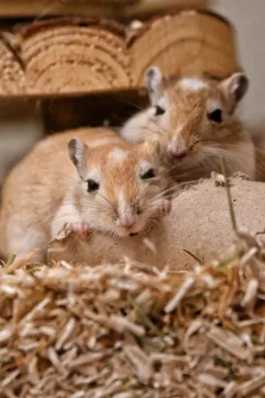 Two Gerbils In A Nest