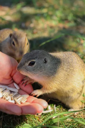 Feeding Squirrels