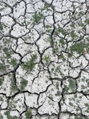 Cracked Earth