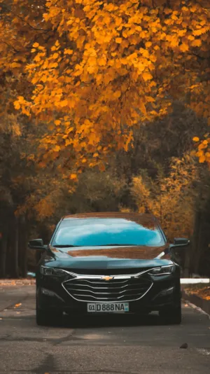 Black Car In Autumn