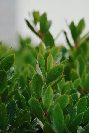Green Leaves