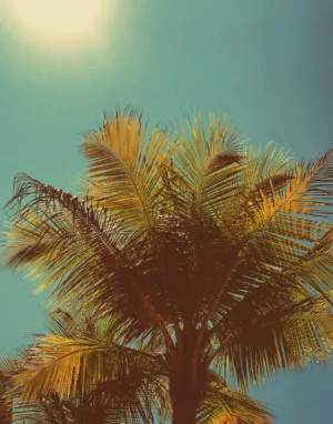 Palm Tree In Sunlight