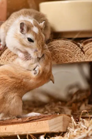 Two Gerbils Grooming