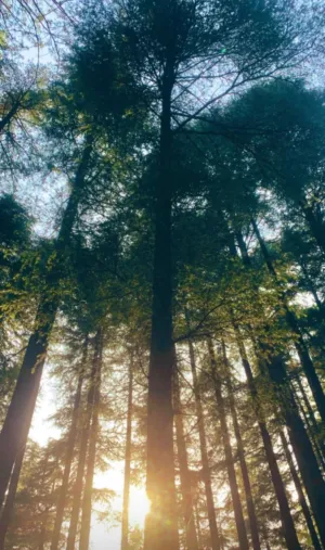 Sunlit Forest