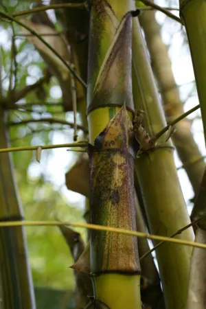 Bamboo Stem Close-Up