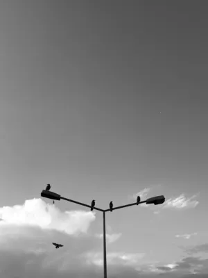 Crows On A Streetlight