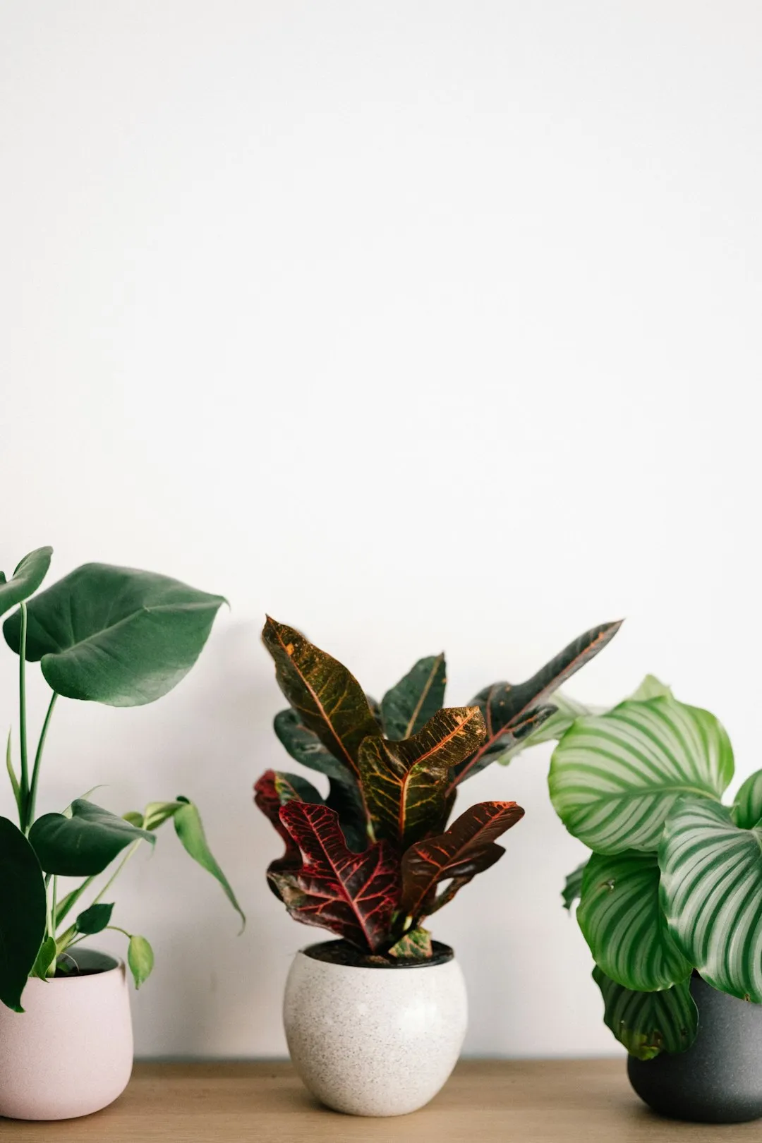 Indoor Plants